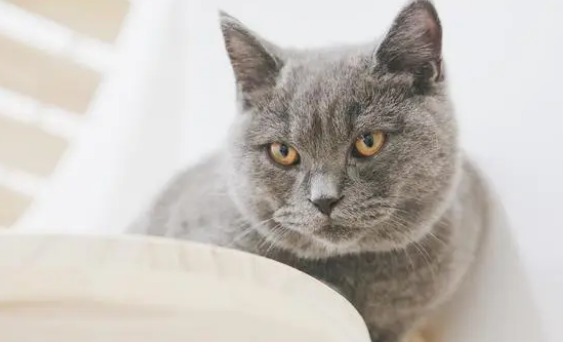 不让猫叫的偏方