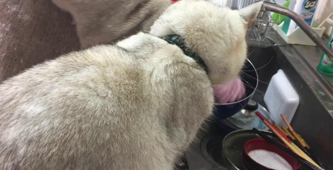 为什么要给猫咪洗碗呢 为什么要给猫咪洗碗呢