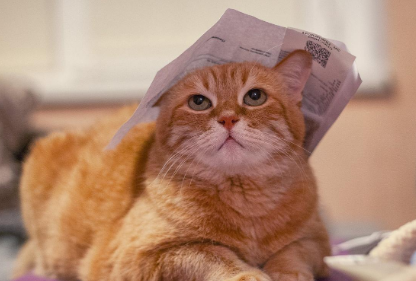 新手养猫要注意些什么