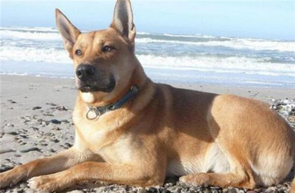 奇努克犬发烧怎么办?这些家庭护理指南请查收! 奇努克犬发烧怎么办?这些家庭护理指南请查收!