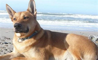 一文告诉你，奇努克犬怎么训练握手？