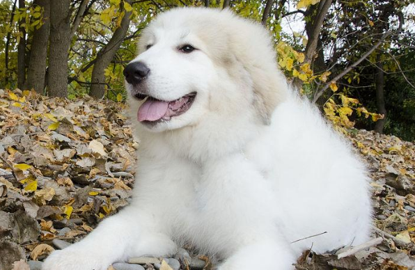 大白熊犬怎么看品相?来这里看看吧 大白熊犬怎么看品相?来这里看看吧