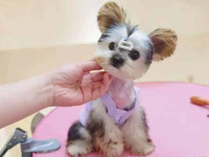 学宠物美容去哪学好啊