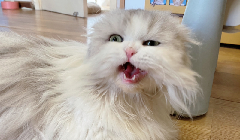 猫咪为什么爱叫唤