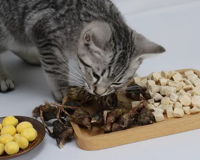 鹌鹑肉猫可以吃吗