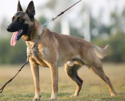 如何让小马犬快速立耳,来了解下吧 如何让小马犬快速立耳,来了解下吧