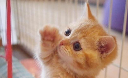 怎样防止小奶猫吸同伴，铲屎官了解吗？