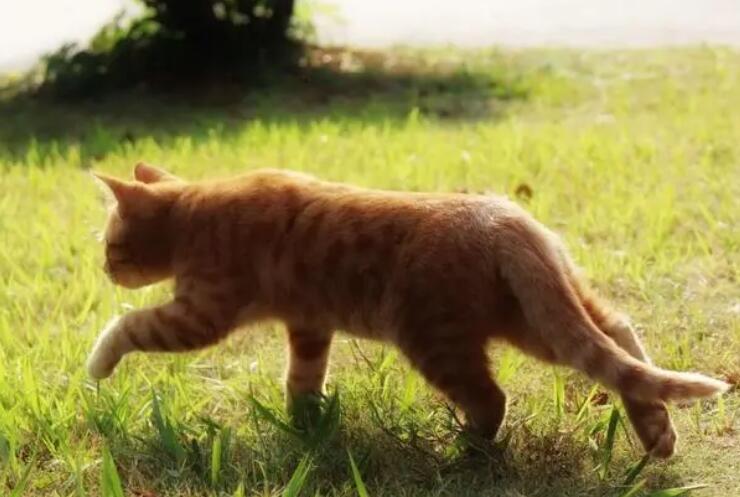 猫咪为什么走路没劲的原因 猫咪为什么走路没劲的原因
