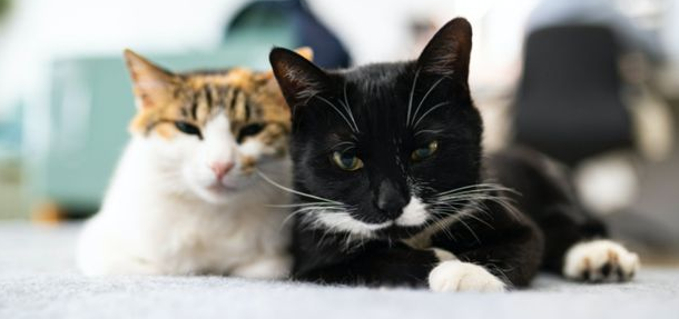 go猫粮—陪着猫咪去春游，别忘记给它带上心仪的猫粮