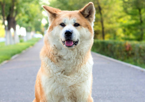 秋田犬爪子受伤了怎么处理？宠主来看看吧