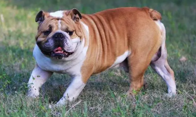 英国斗牛犬如何训练?你知道吗? 英国斗牛犬如何训练?你知道吗?