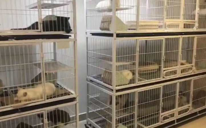 猫繁殖场的真面目有多残酷 猫繁殖场的真面目有多残酷