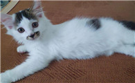 猫身上的胎记