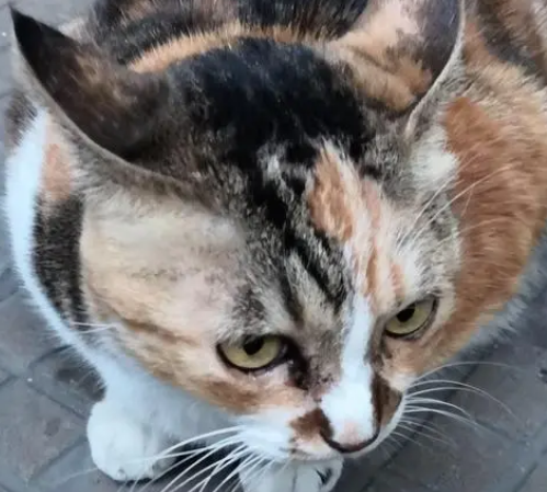 4岁的猫算老猫吗