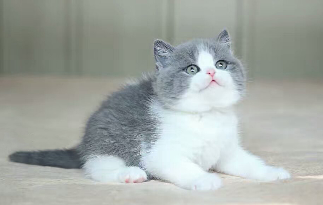 英国蓝白色短毛猫