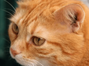 猫咪耳朵为什么萎缩
