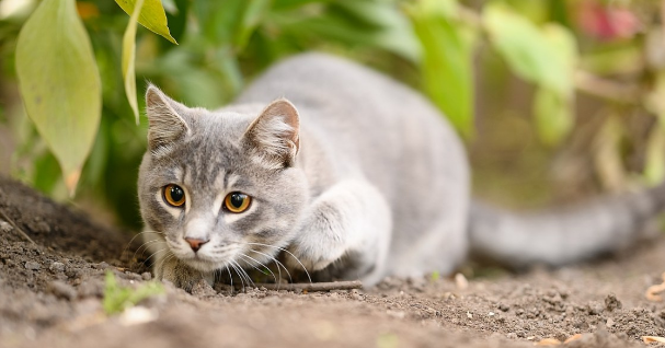 如何让猫咪胆子变大不怕人 如何让猫咪胆子变大不怕人