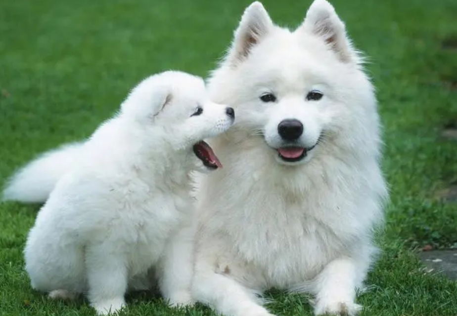 萨摩耶犬掉毛程度,绝对惊呆你 萨摩耶犬掉毛程度,绝对惊呆你
