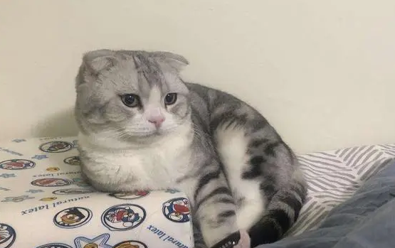 如何训练美国短尾猫不怕水？来看看吧