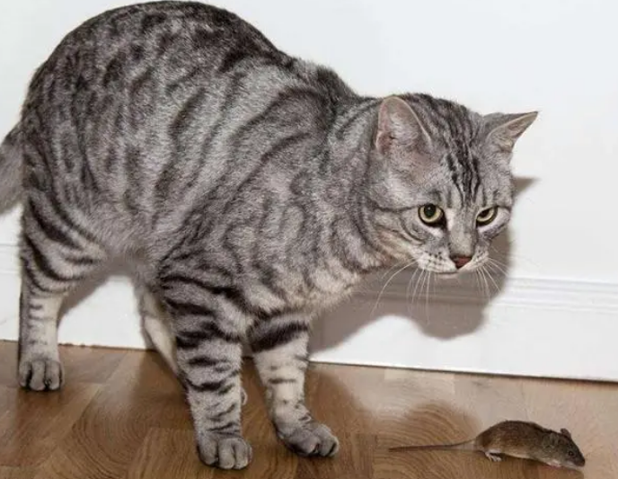 猫咪吃了老鼠为什么会吐出来