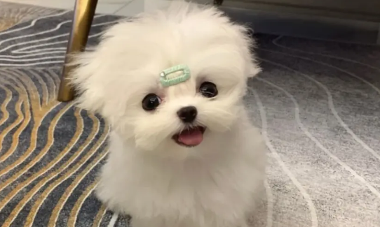 马尔济斯犬泪痕严重怎么办？怎么去泪痕？