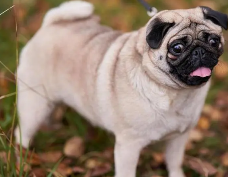 巴哥犬能自然生产吗?主人应该准备什么? 巴哥犬能自然生产吗?主人应该准备什么?