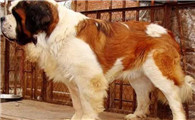 圣伯纳犬怀孕期间怎么照顾？一起来了解下