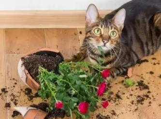 家里有猫咪可以养什么花