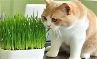什么植物对猫咪无害
