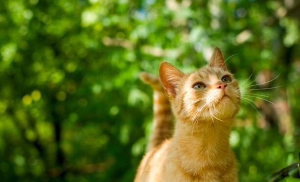 小猫每天在想什么