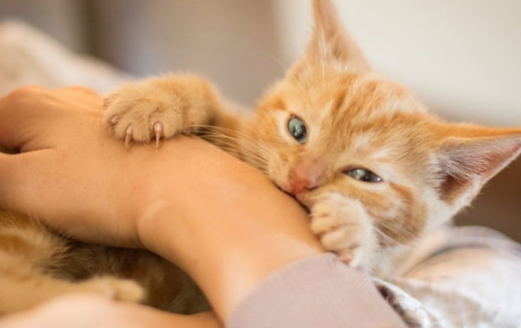 猫咪为什么会突然发疯咬人