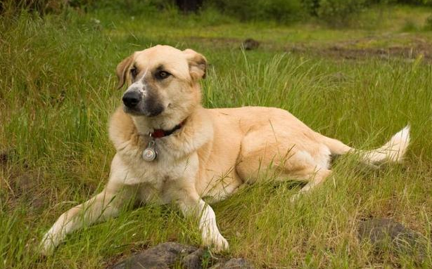 安纳托利亚牧羊犬怎么训练大小便?这样训练大有诀窍！