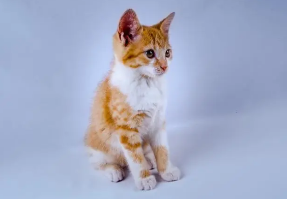 猫咪走丢了会想主人吗