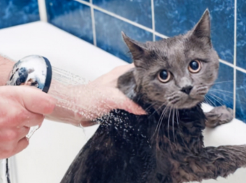 怎么样给猫咪洗澡