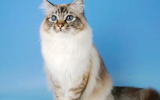 怎么帮伯曼猫接生?接生需要准备什么? 怎么帮伯曼猫接生?接生需要准备什么?