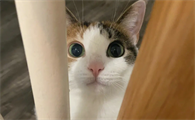 猫咪喜欢被拍脸为什么