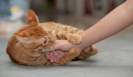 猫咪为什么老是突然咬人 猫咪为什么老是突然咬人