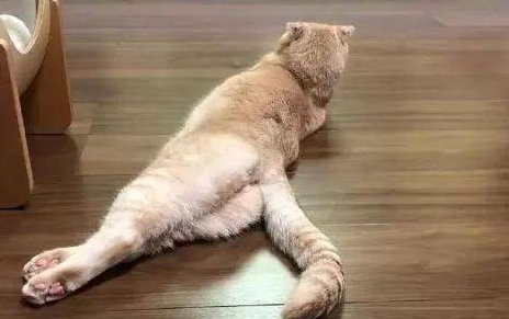 猫咪为什么喜欢拍屁股 猫咪为什么喜欢拍屁股