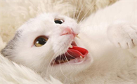 猫连续发出短促喷气的声音