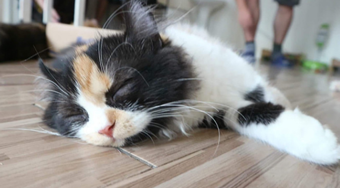 猫去世7天内灵魂在哪 猫去世7天内灵魂在哪