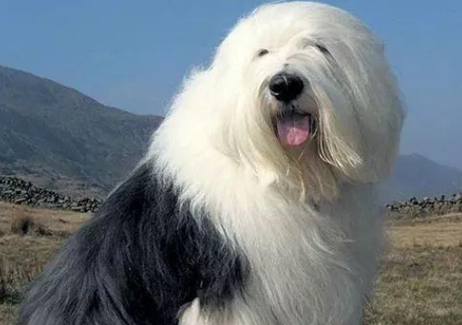 英国古代牧羊犬性格好不好?对人来说怎么样? 英国古代牧羊犬性格好不好?对人来说怎么样?