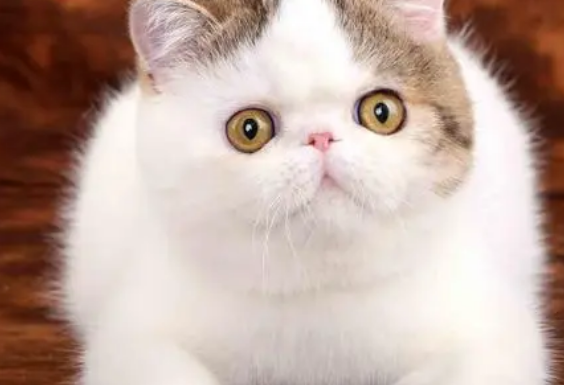 异国短毛猫不能吃什么？看你有没有喂食错误。