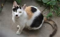 为什么不建议养土猫