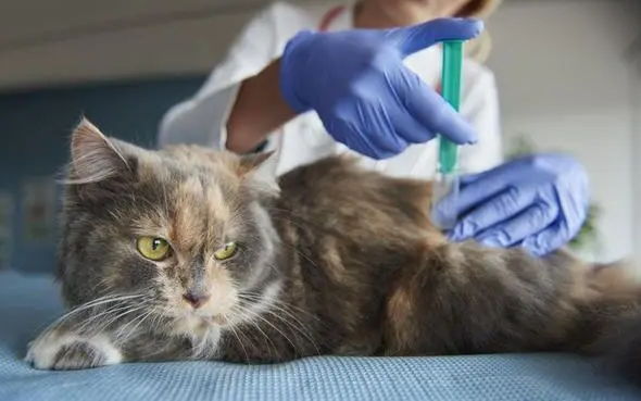 猫咪打疫苗是为了预防什么