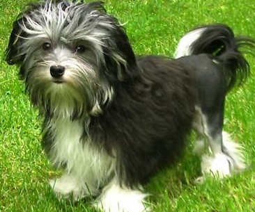 罗秦犬有皮肤病怎么办？这里有答案