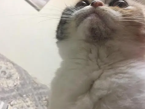 猫下巴那一堆黑点还掉毛