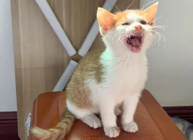 猫叫声呼唤过来 猫叫声呼唤过来