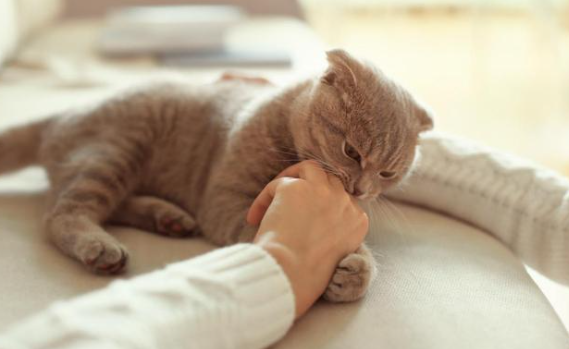 长期室内养猫对人体有影响吗 长期室内养猫对人体有影响吗