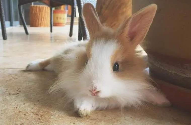 兔子可以吃猫条吗