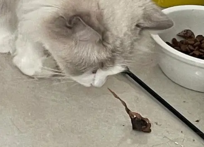 猫多久吃一次鹌鹑
